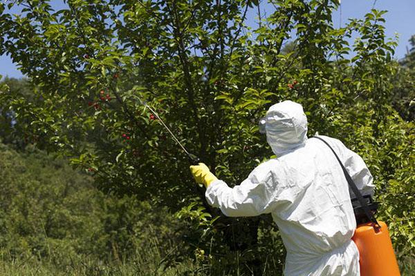 Дерево черешни обрабатывают химическими веществами